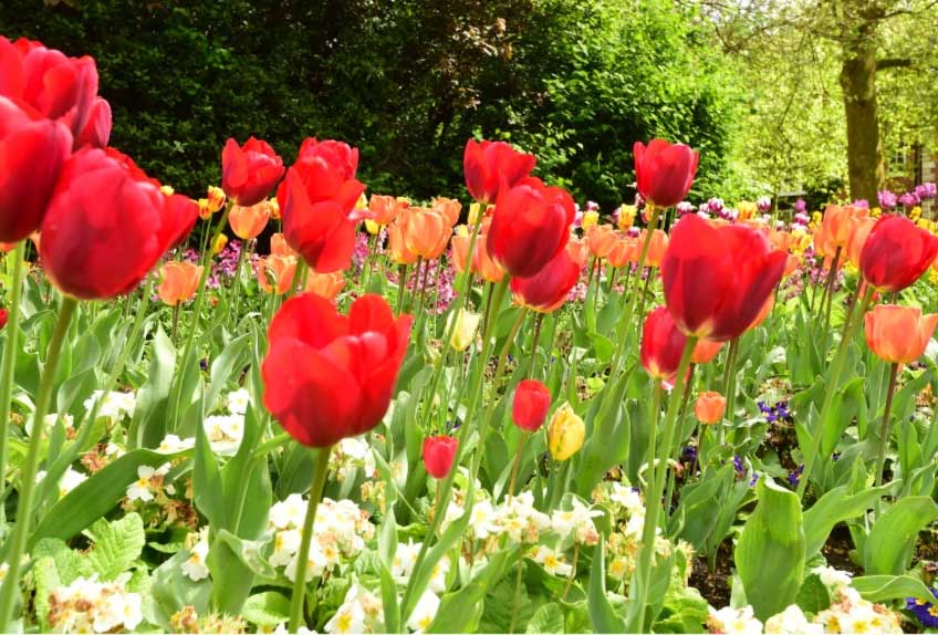 St James's Park has beautiful Spring flower displays.