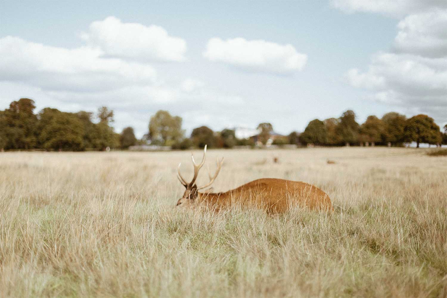 Take a free visit to Richmond Park to see the deer