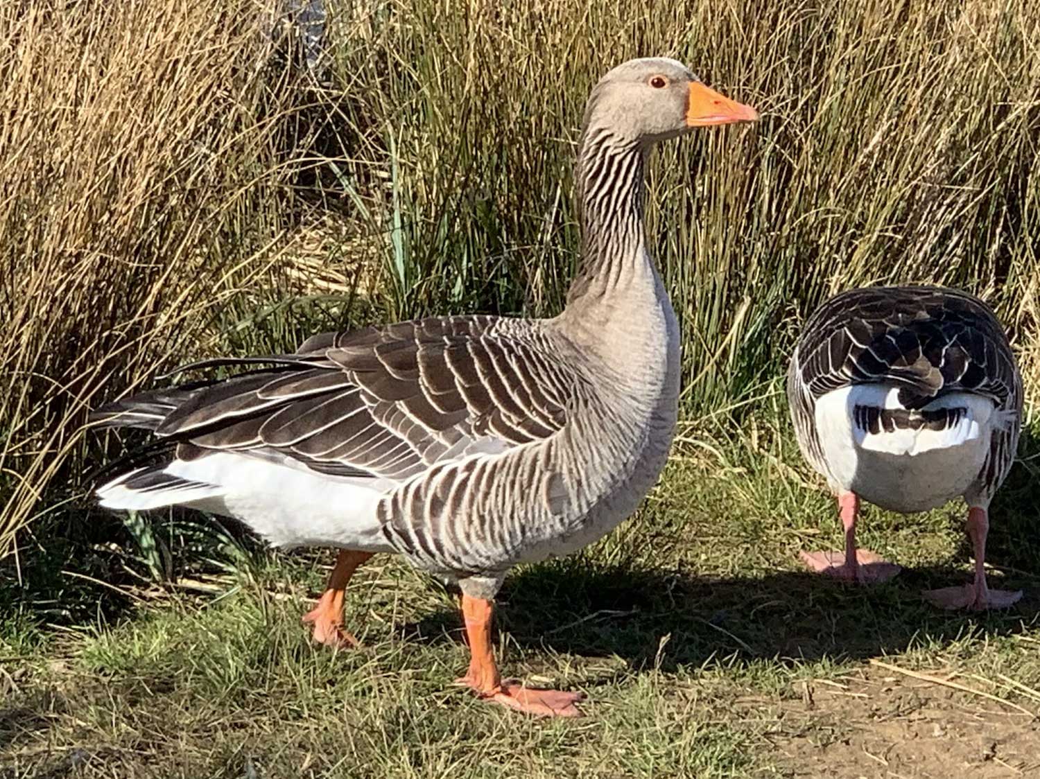Wild Life at Pen Ponds