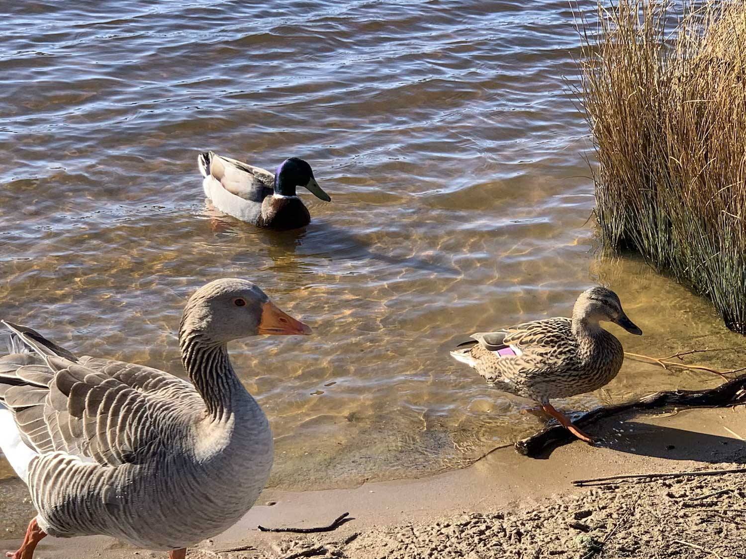 Geese and Ducks at the Water's Edge in one of the Richmond Park Lakes
