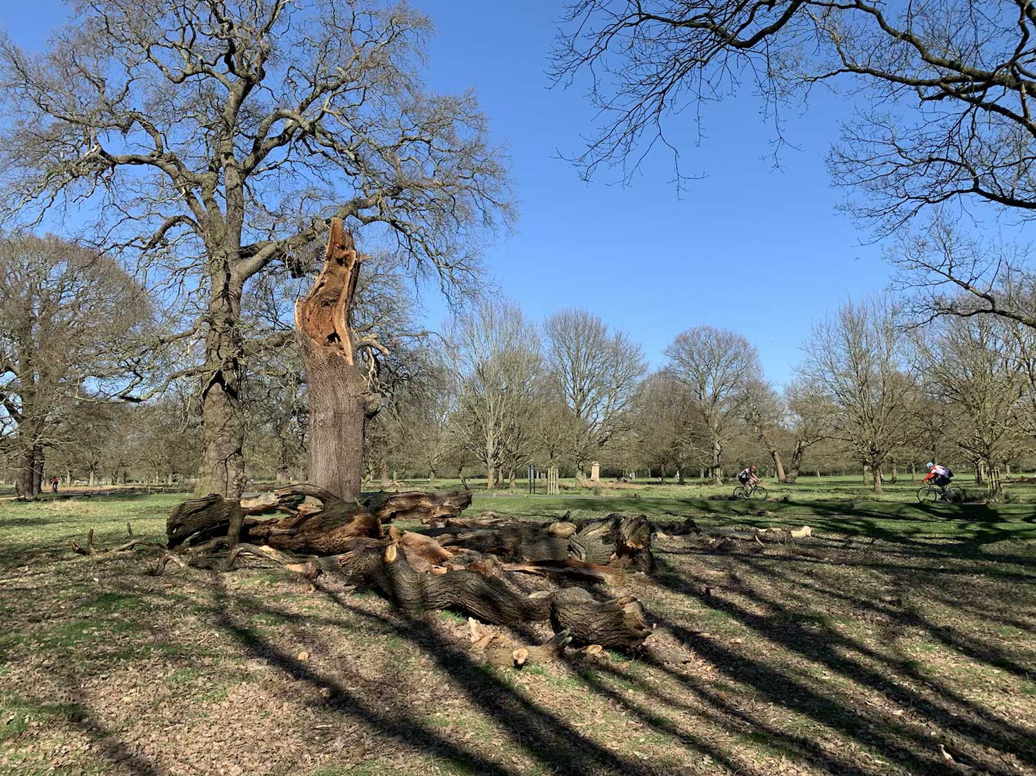 Fallen Ancient Trees