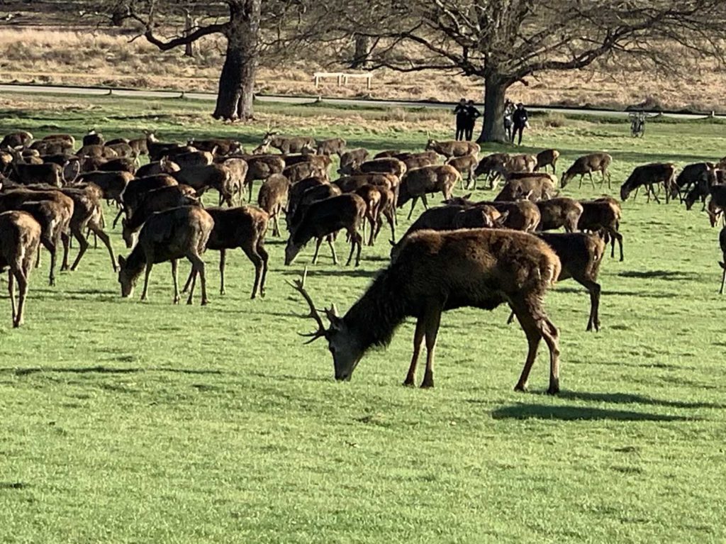 A herd of deer at Richmond Park
