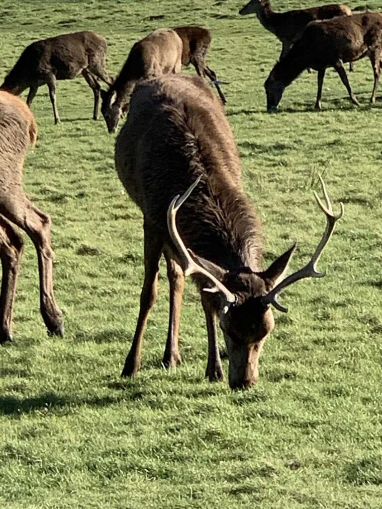 Richmond Park Richmond