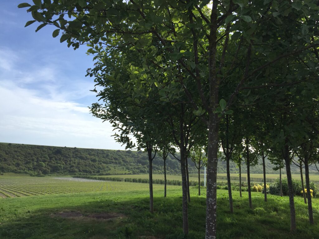 Rathfinny Wine Estate