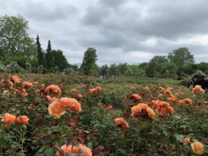 Queen Mary's Rose Garden contains 12,000 roses in 85 single variety beds.